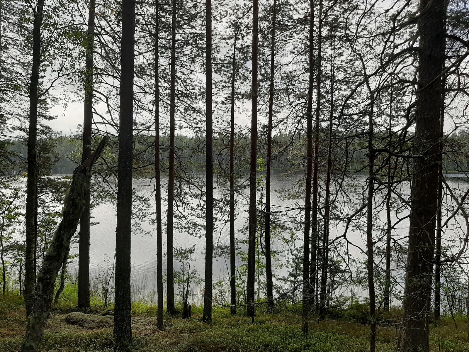 Loivassa rinteessä kasvavan mäntyvaltaisen metsän takana avautuu järvimaisema.