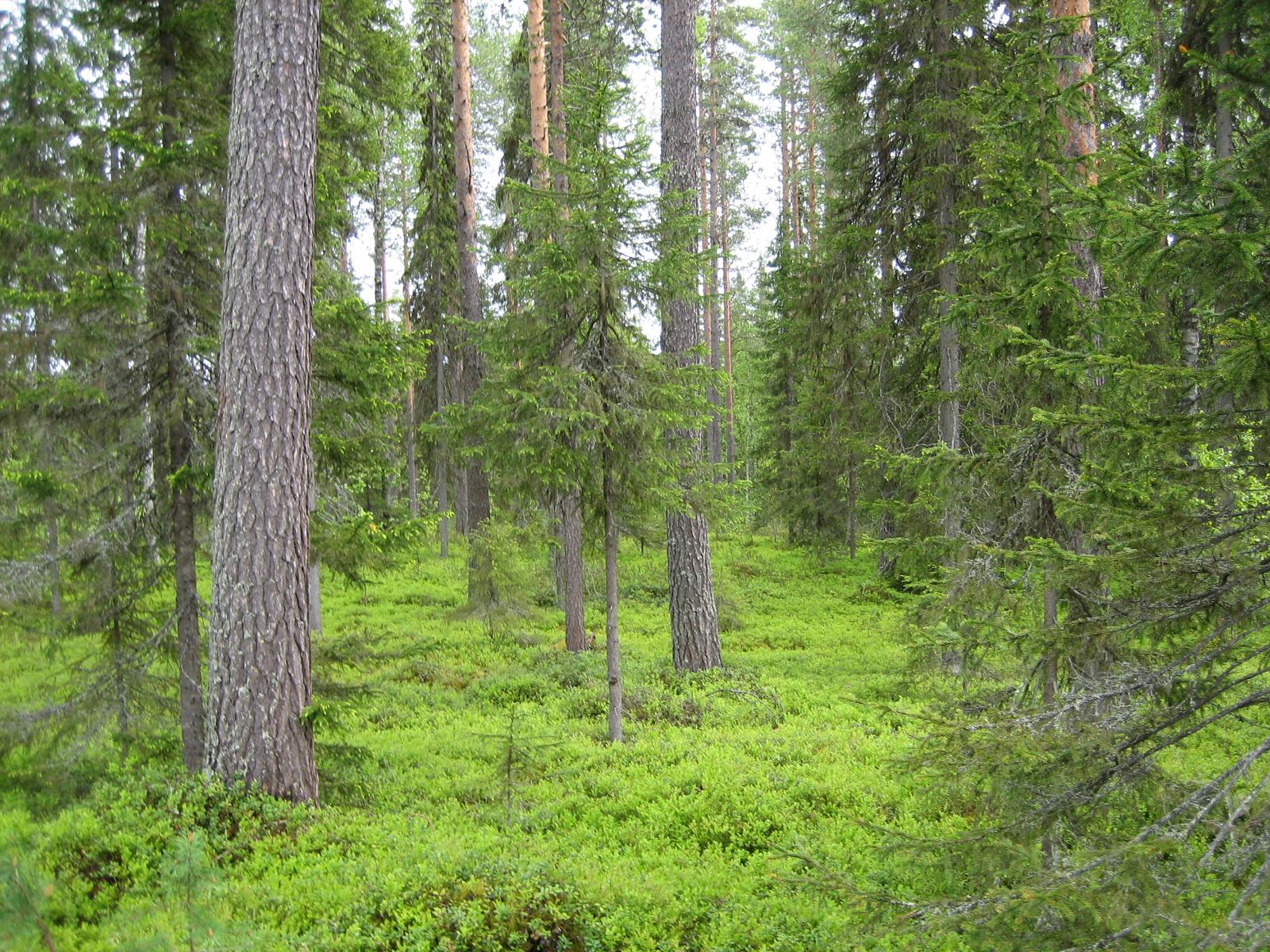 Kuusivaltaisessa metsässä kasvaa myös mäntyjä. Aluskasvillisuutena on mustikanvarpuja.