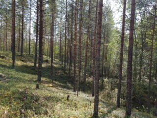Mäntyvaltainen metsä kasvaa harjumaisessa maastossa.
