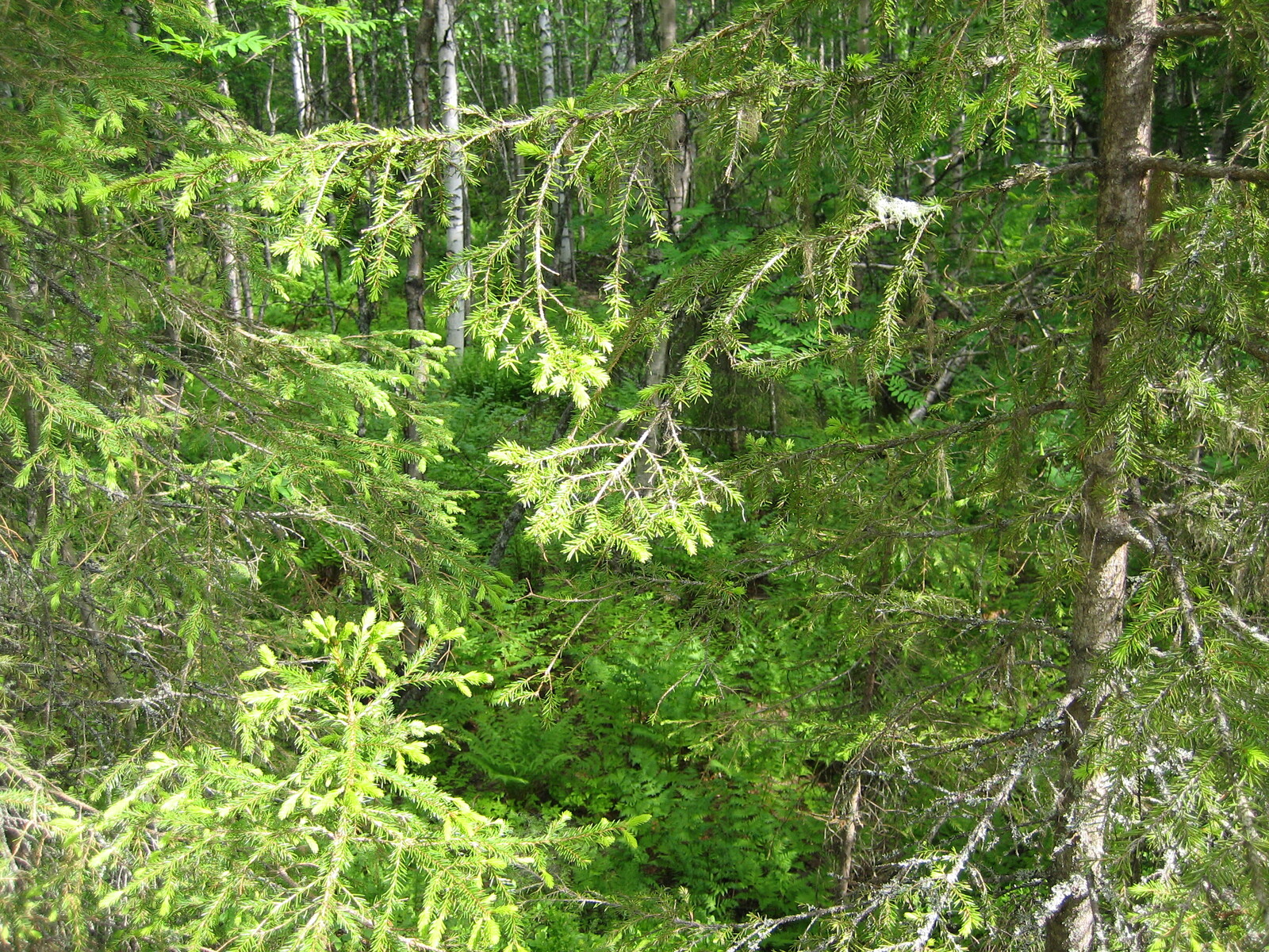 Kuusissa on runsaasti kuusenkerkkiä eli kuusen nuoria versoja.