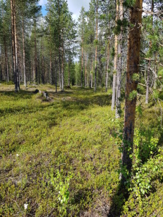 Aurinko paistaa avaraan mäntymetsään.