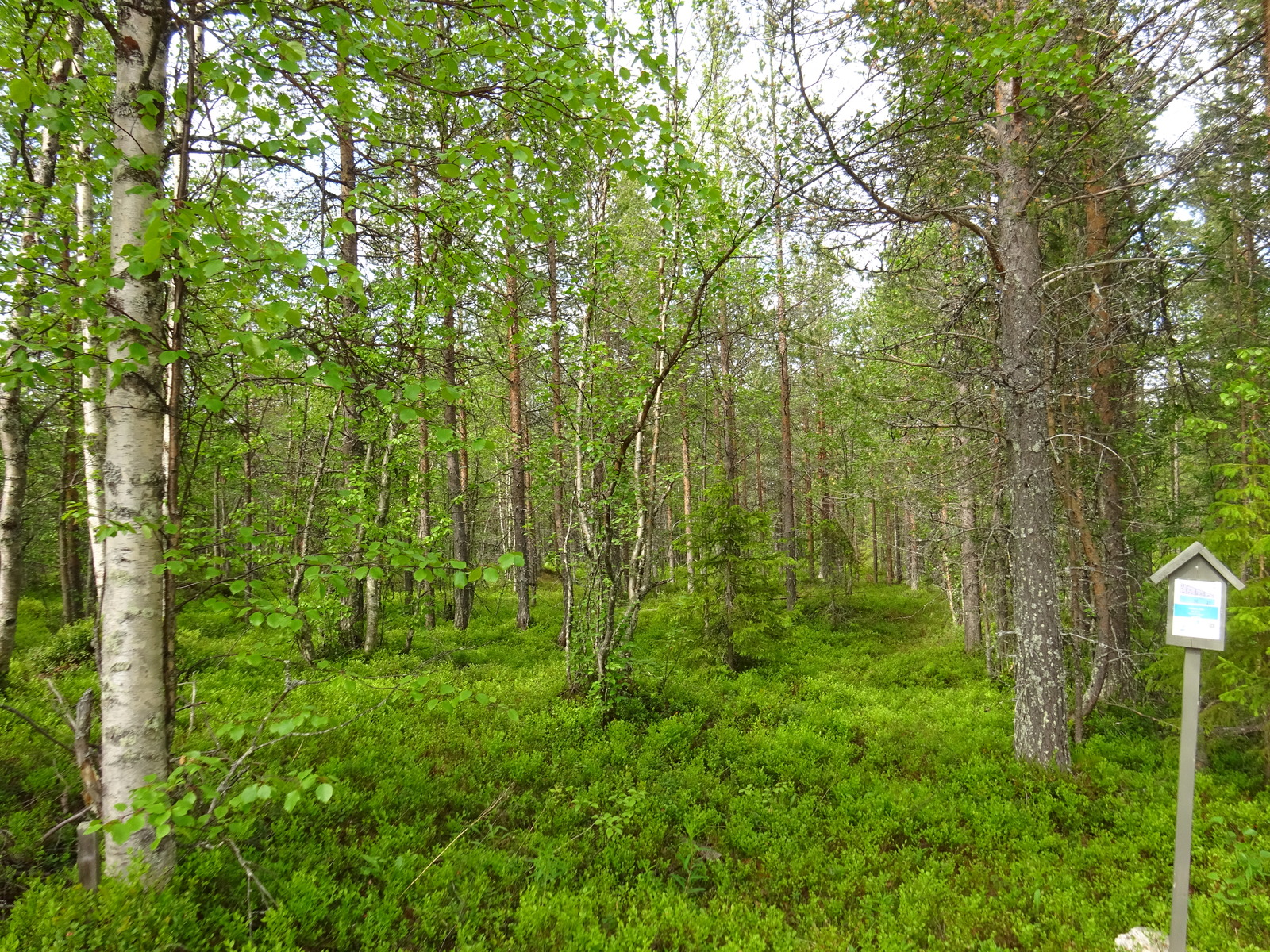 Kesäisen sekametsän aluskasvillisuutena on runsaasti mustikanvarpuja. Etualalla on tonttikyltti.