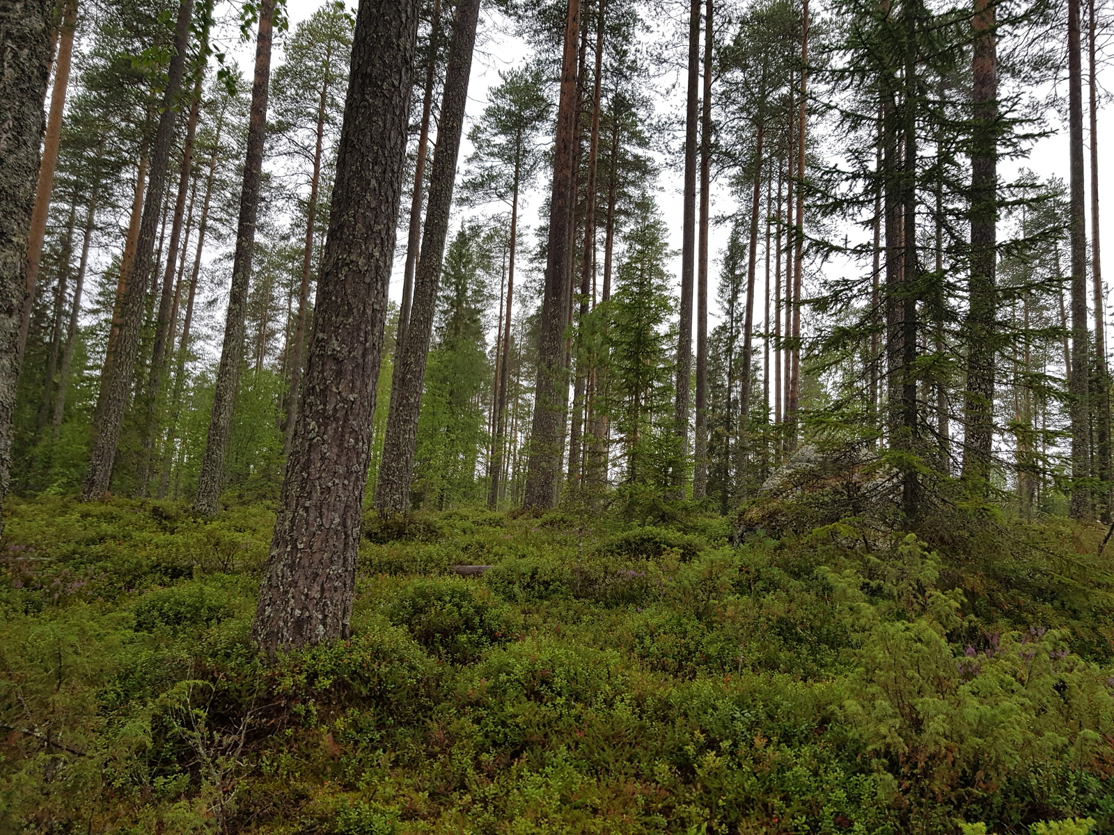 Havumetsässä kasvaa myös koivuja. Kuusen juurella on suurehko kivi.
