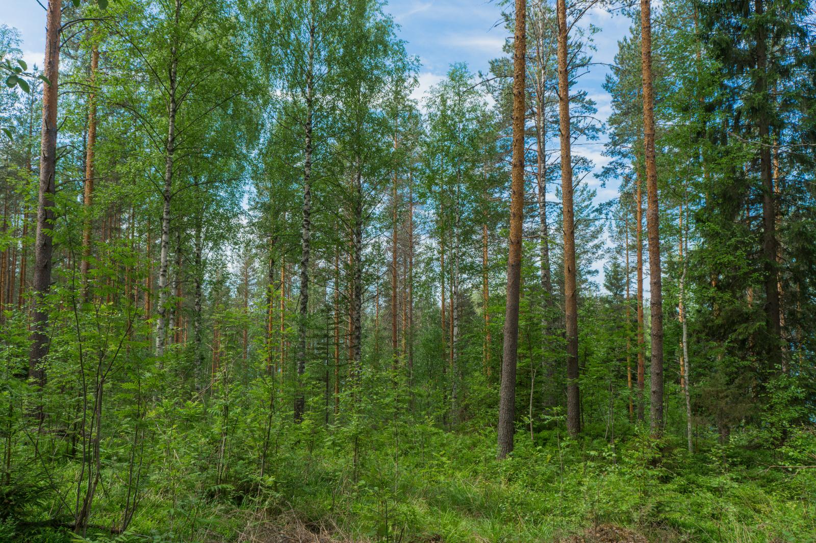 Kesäisessä sekametsässä kasvaa mäntyjä, koivuja, pihlajia ja kuusia.