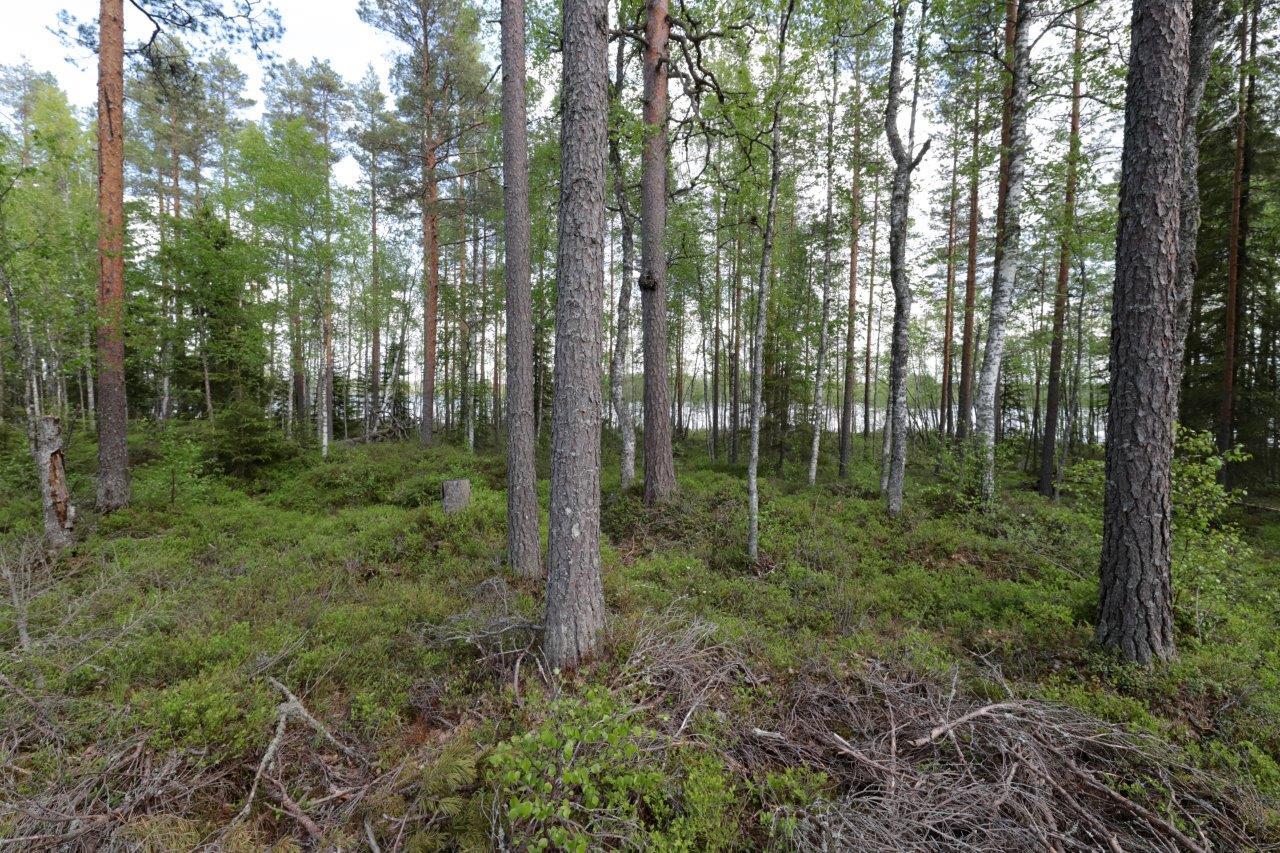 Rannan tuntumassa kasvavan kesäisen sekametsän takana häämöttää järvi.