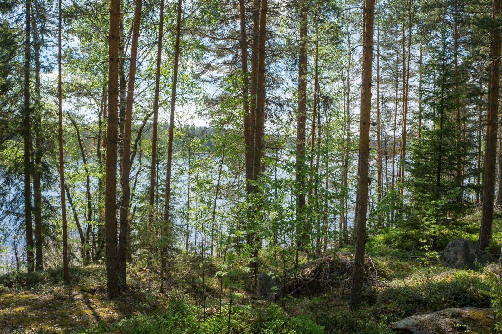 Kuva tontilta, puustoa