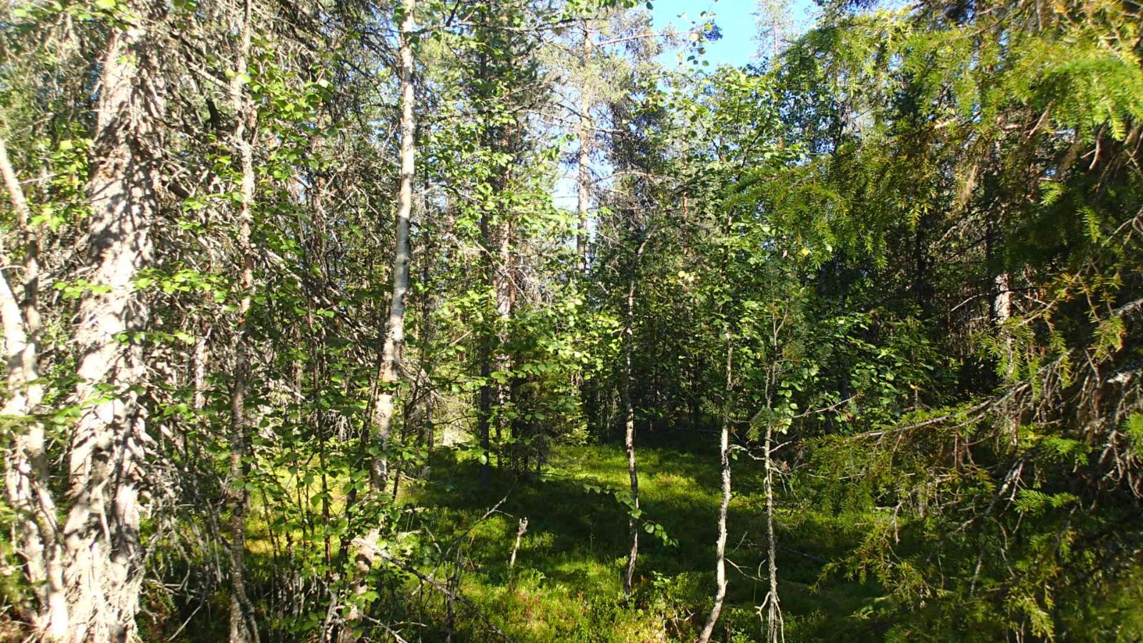 Aurinko paistaa tiheäkasvuiseen sekametsään.