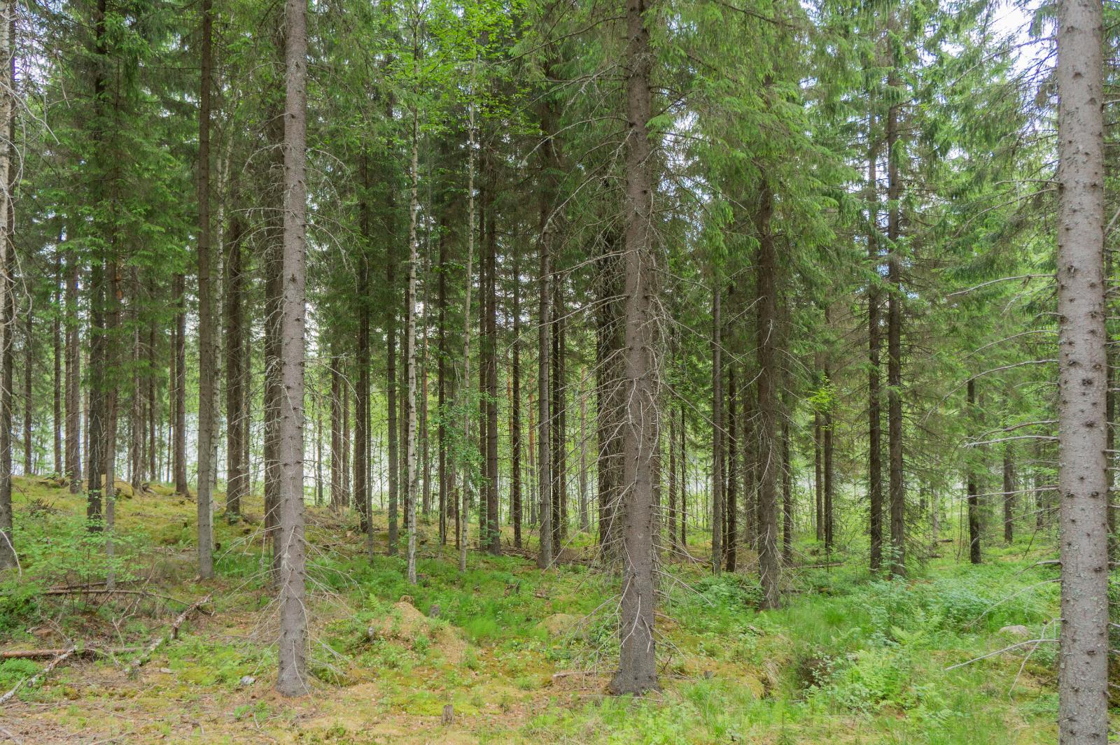 Kesäisen kuusimetsän taustalla häämöttää järvi.