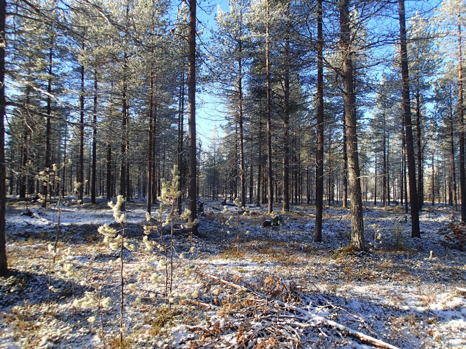 Ohut lumipeite kangasmetsässä aurinkoisena päivänä. Etualalla männyn taimia.