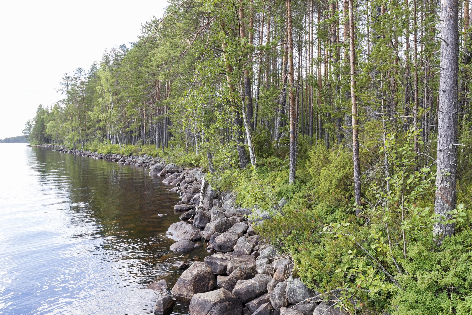 Kesäisen vehreä sekametsä reunustaa järveä. Kivinen rantaviiva kaartuu vasemmalle.