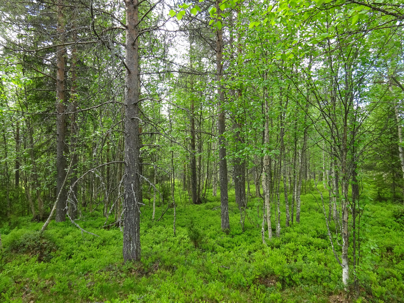 Kesäisessä sekametsässä kasvaa koivuja, kuusia, katajia ja mäntyjä.