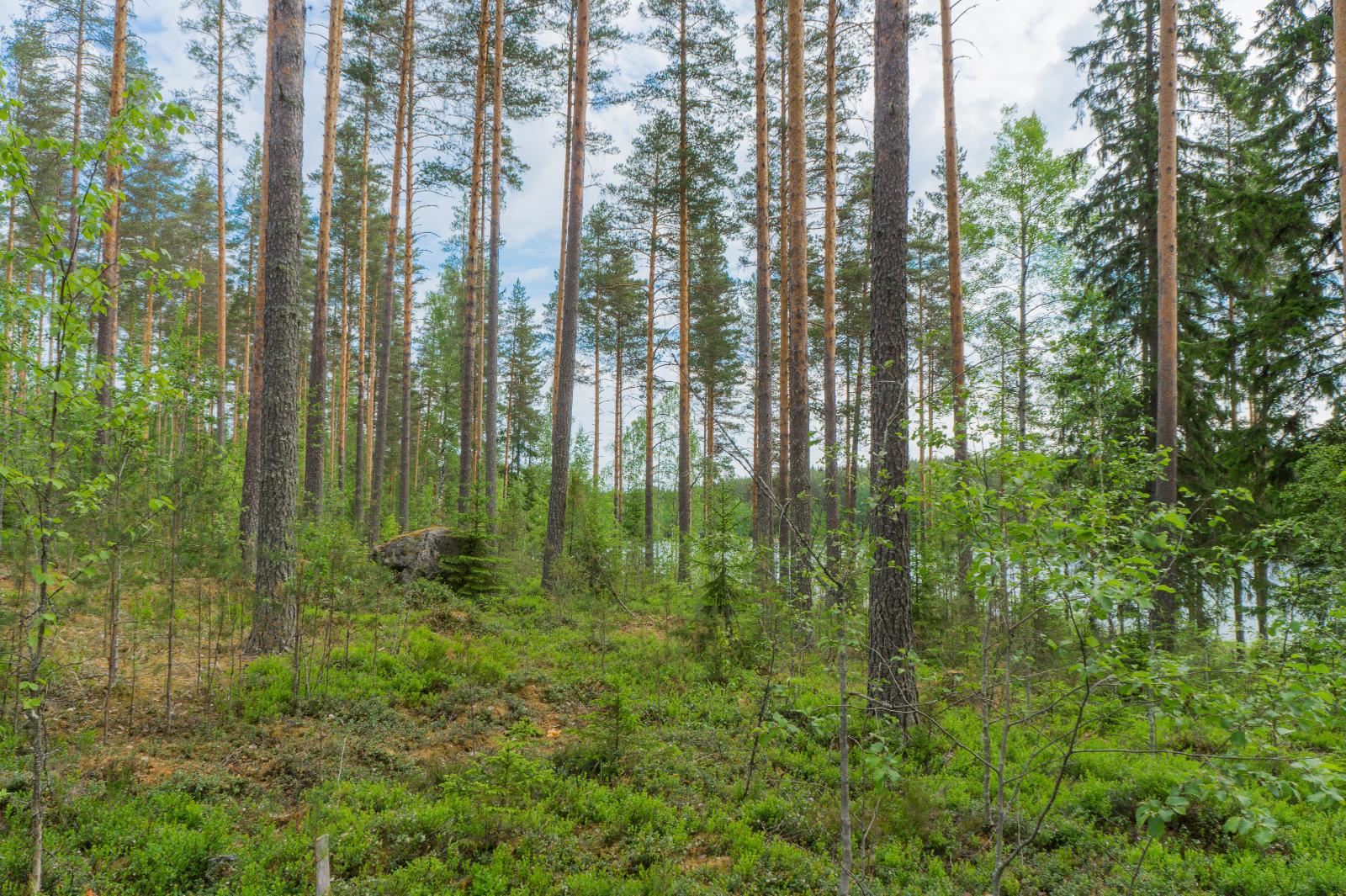 Mäntyvaltaisen metsän takana häämöttää järvi. Keskellä metsää on suurehko kivi.