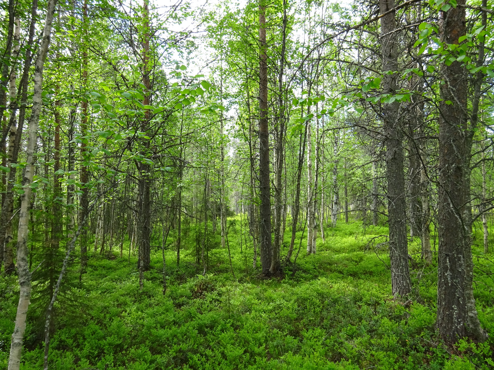 Kesäisessä sekametsässä kasvaa koivuja, kuusia, katajia ja mäntyjä.