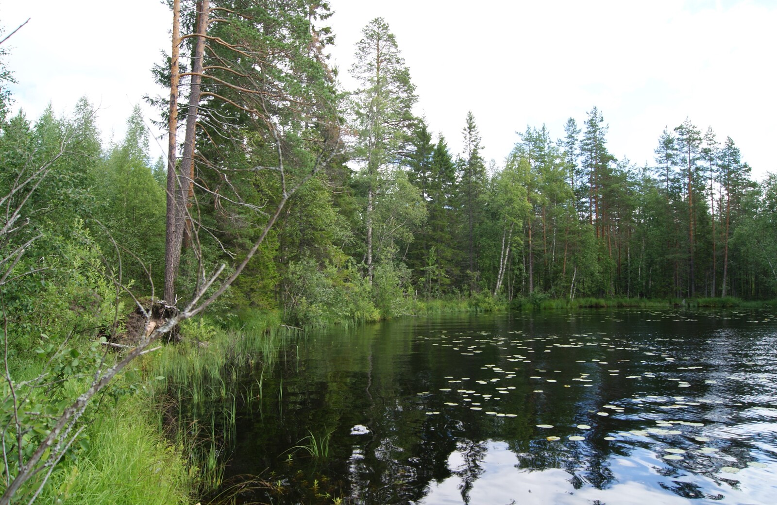 Järven rantaviiva kaartuu oikealle. Rannalla kasvava sekametsä heijastuu veteen.