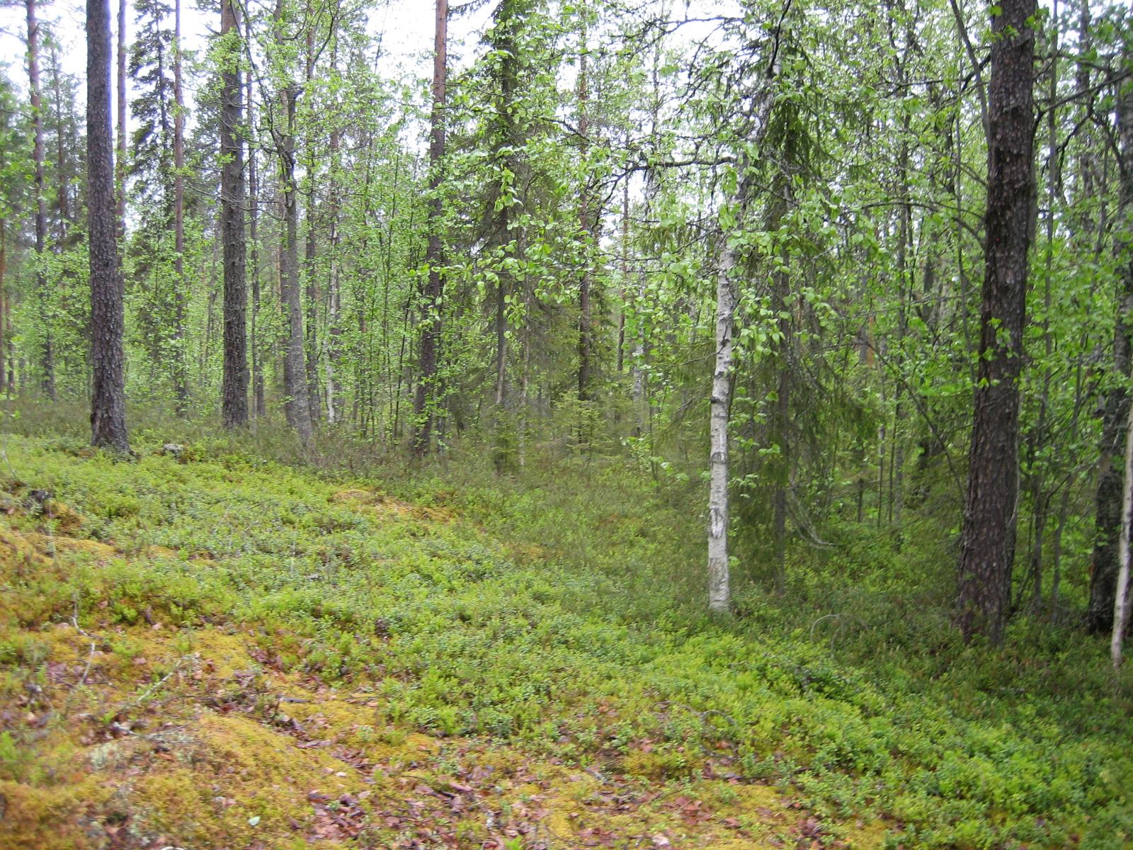 Kesäisessä sekametsässä kasvaa koivuja, kuusia ja mäntyjä.