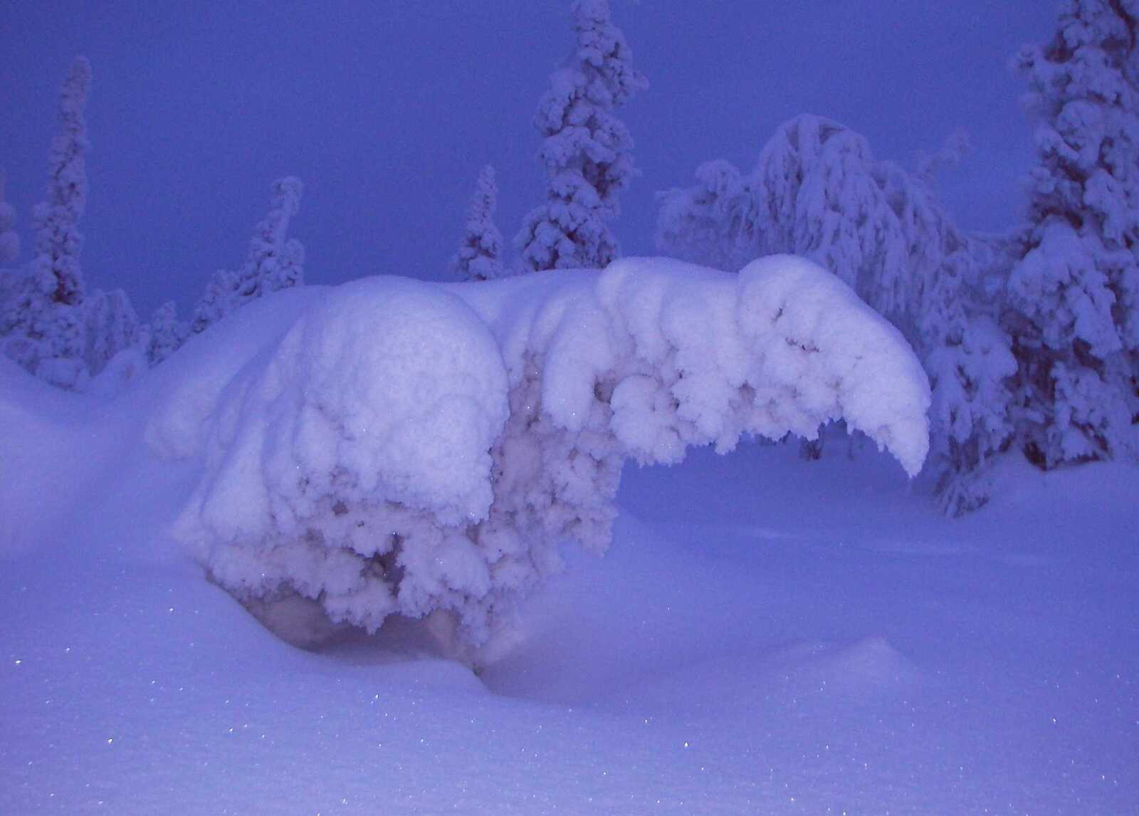 Puu on kaatunut maata kohti tykkylumen painosta runsaslumisessa metsässä.
