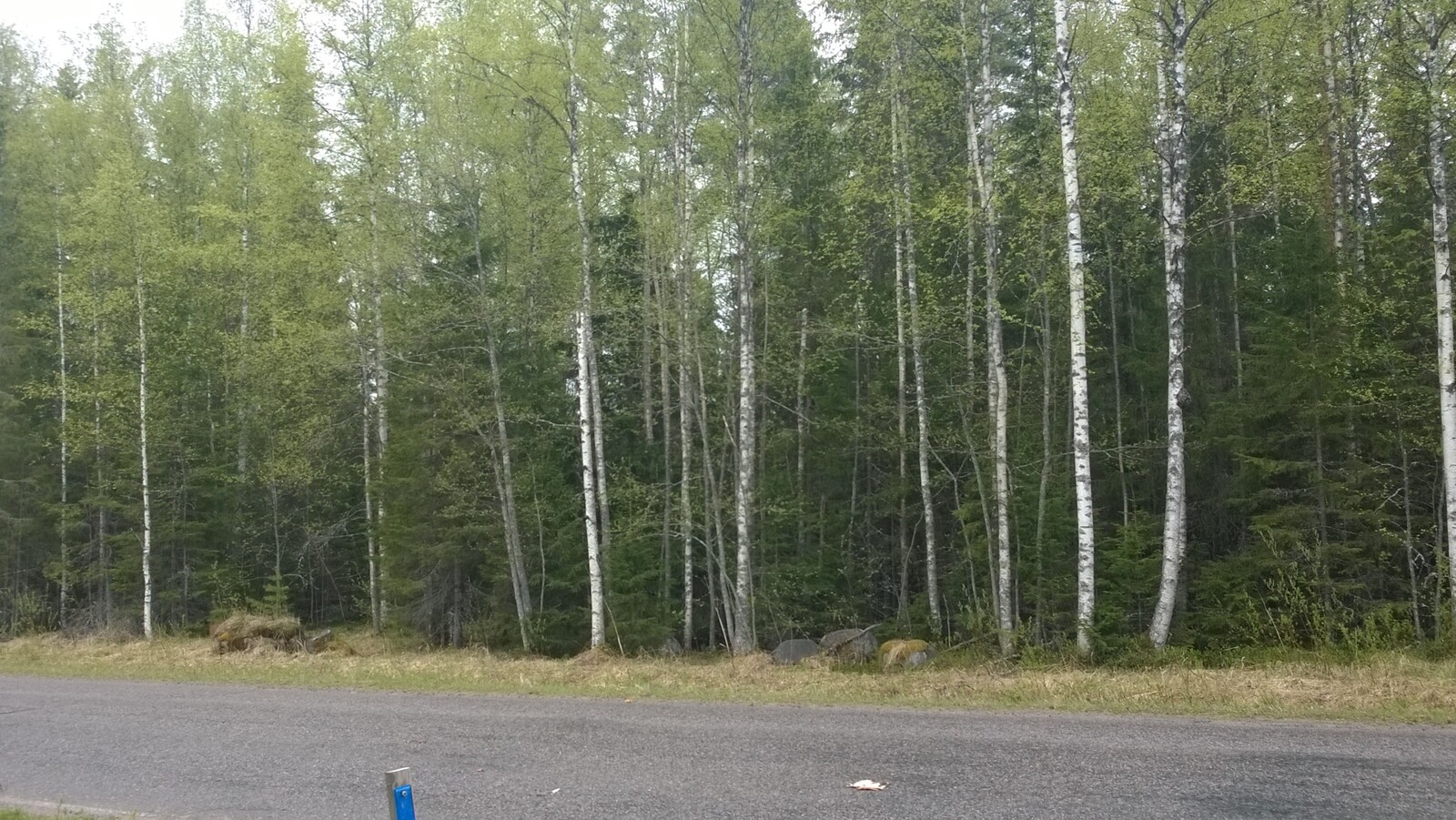 Koivut ja kuuset reunustavat etualalla kulkevaa tietä.