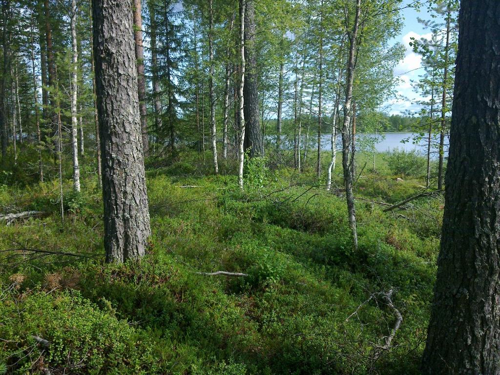 Sekametsässä tontin rannassa kasvaa koivuja, kuusia ja paksuja mäntyjä. Taustalla pilkottaa järvi.
