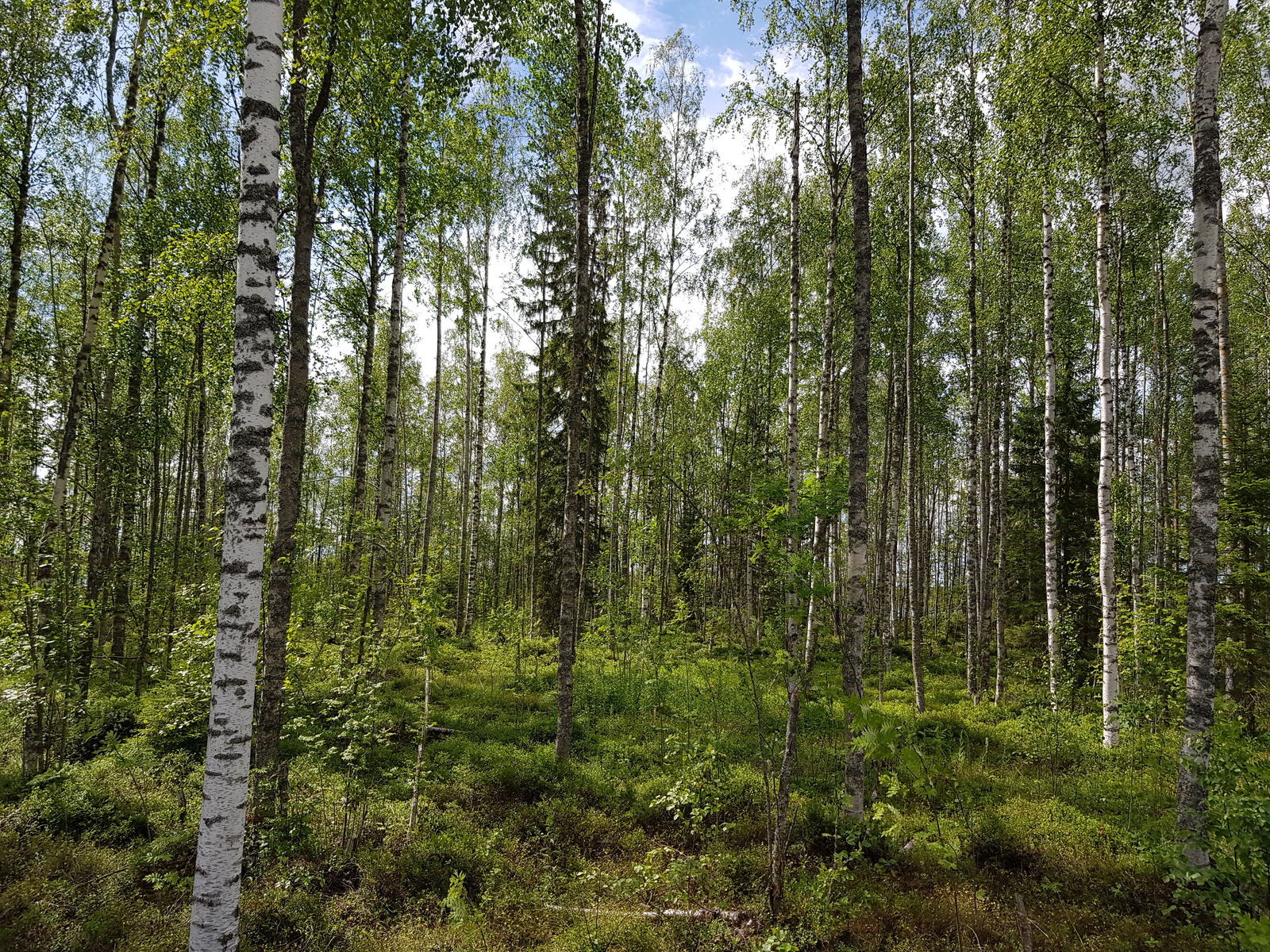 Valoisassa koivuvaltaisessa metsässä kasvaa myös pihlajia ja kuusia.