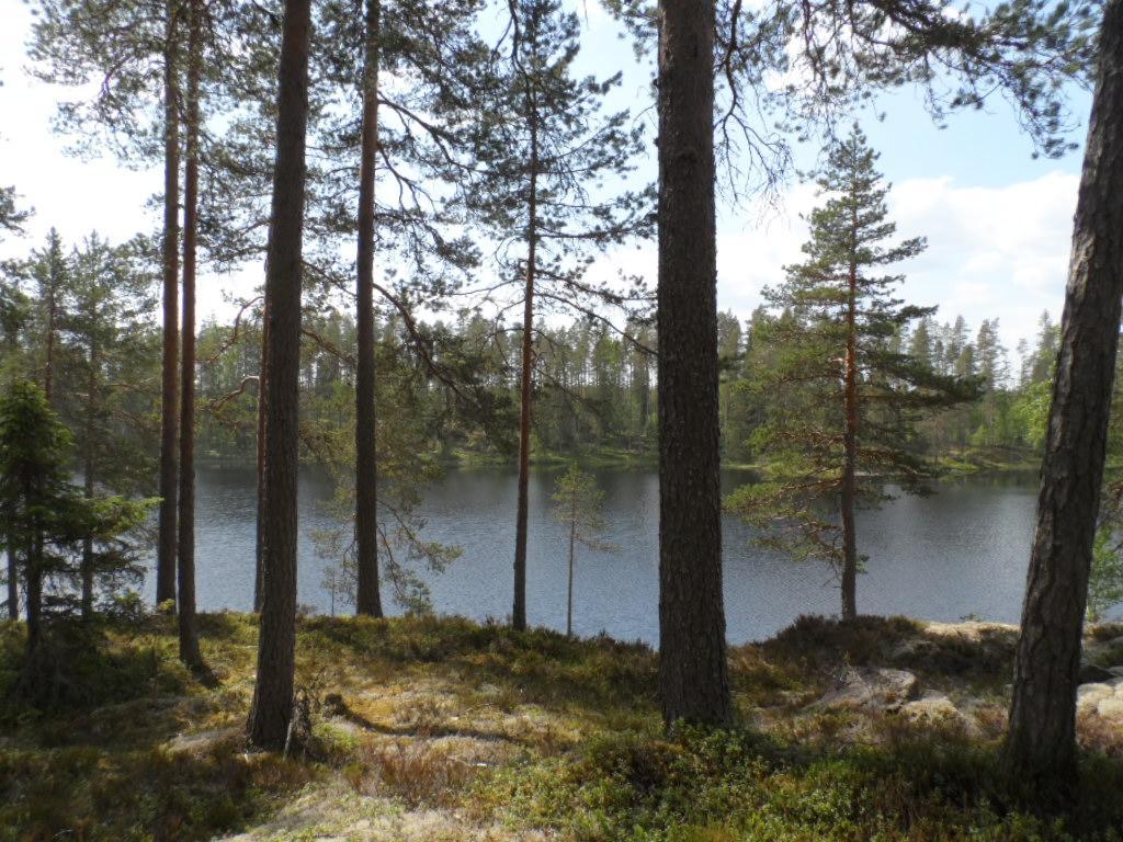 Rannassa väljästi kasvavien havupuiden takana avautuu järvimaisema.