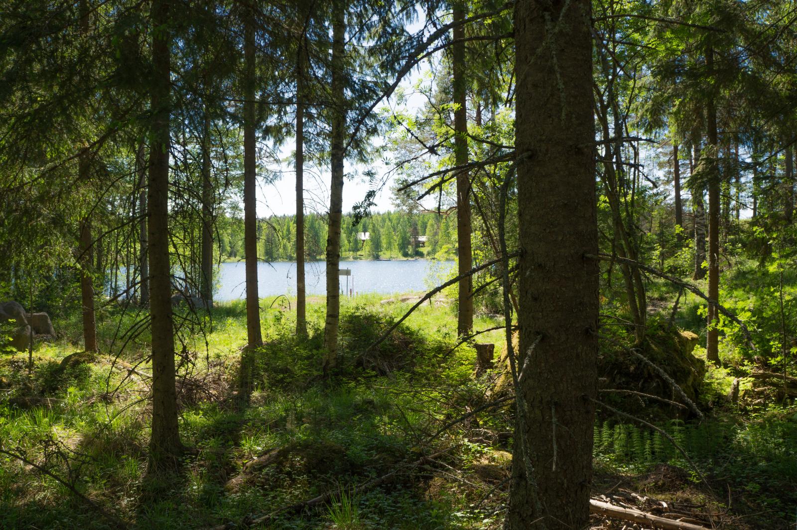 Tontilla kasvavan sekametsän puiden lomasta pilkottaa järvimaisema.