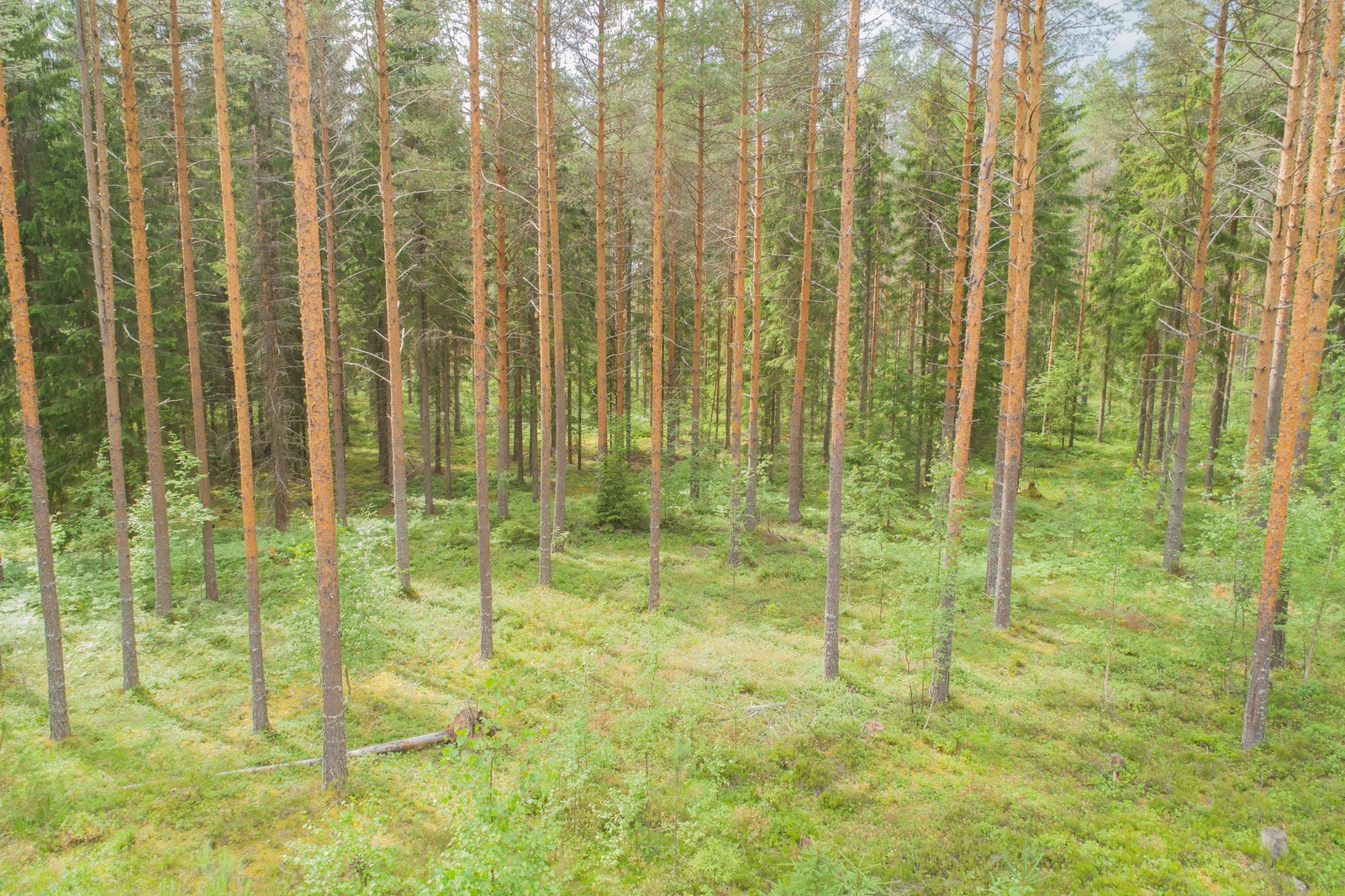 Aurinko paistaa valoisaan metsään, jossa etualalla kasvaa mäntyjä ja niiden takana kuusia.