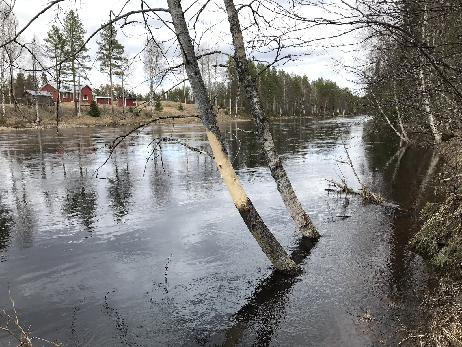 Rantatörmällä kasvavat puut kaartuvat jokea päin. Kaksi puuta tulvavedessä. Vastarannalla on talo.