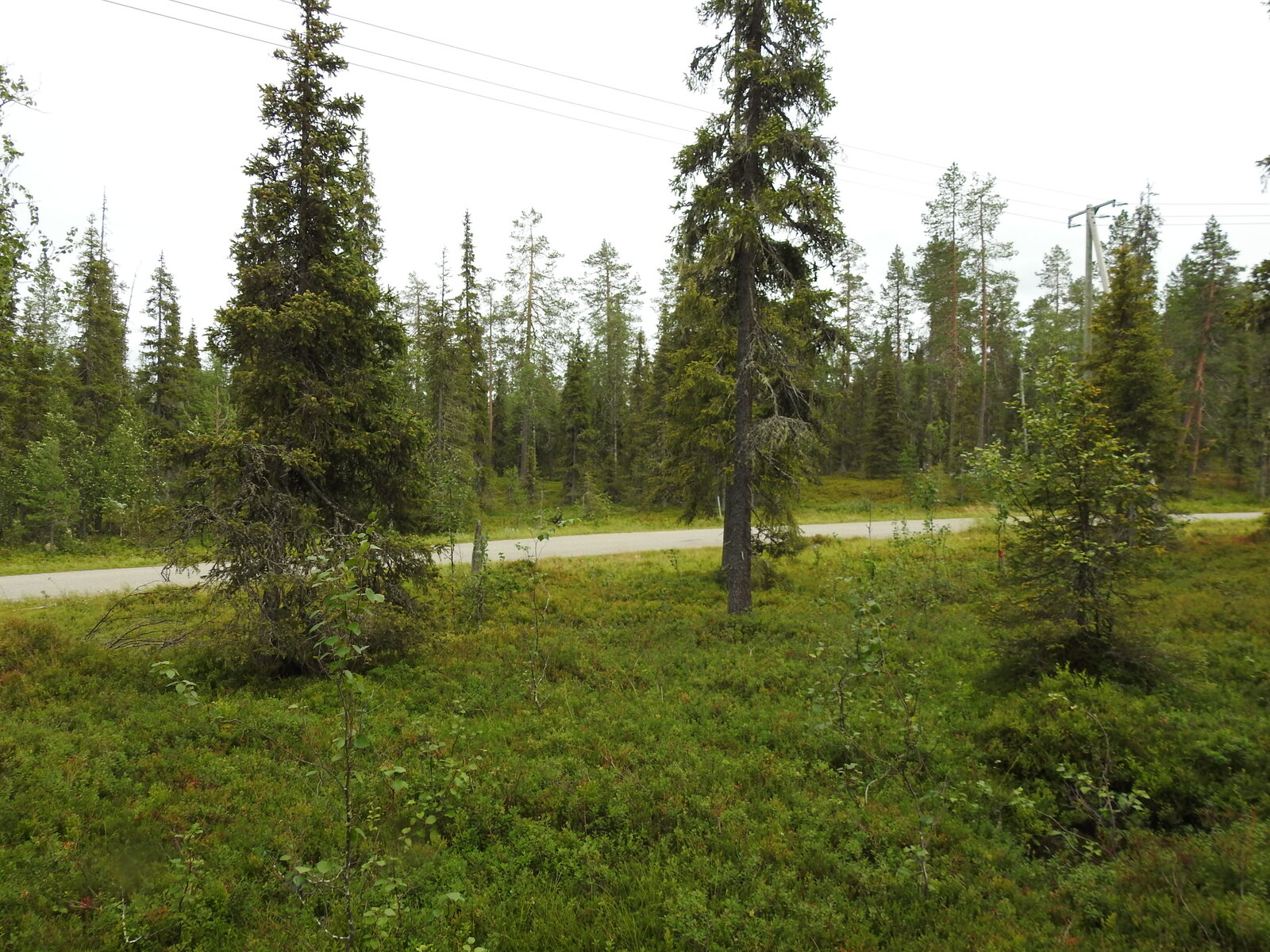 Havupuuvaltaisen sekametsän takana näkyy tie.