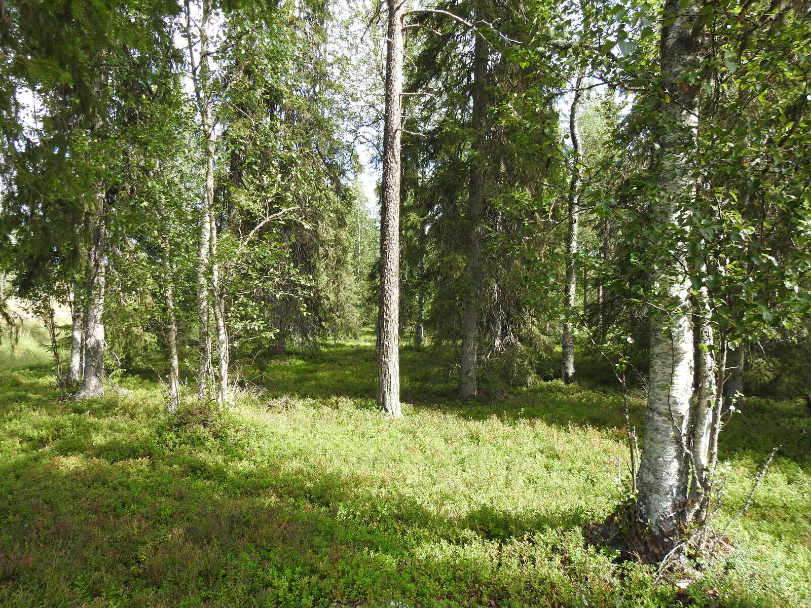 Kuva aurinkoisesta sekametsästä. Oikealla kuvassa kasvaa koivu.
