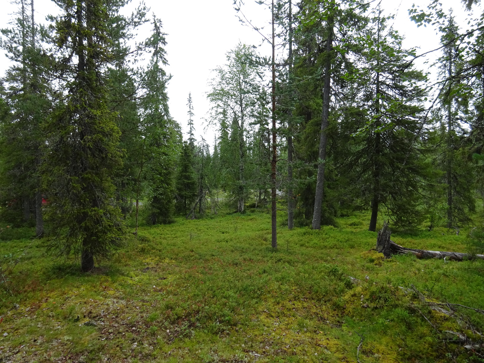 Kuusivaltaisen metsän kenttäkerroksessa kasvaa mustikanvarpuja.