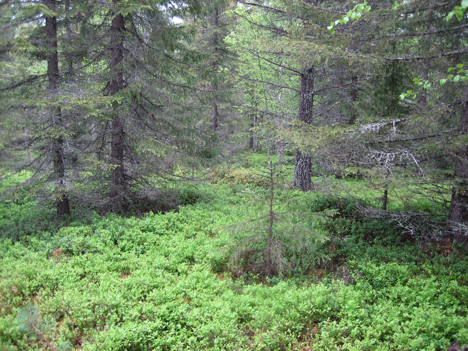 Kuvaa tontilta RA 36