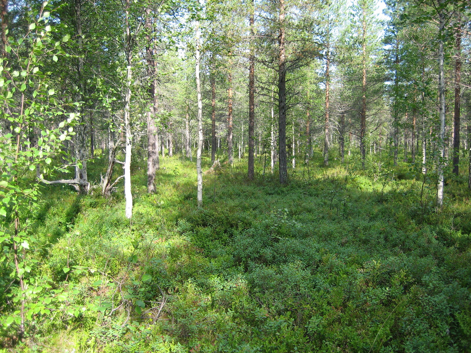 Kuvan etualalla kasvaa vehreää varvikkoa. Tontin takaosassa kasvaa koivuja ja mäntyjä.