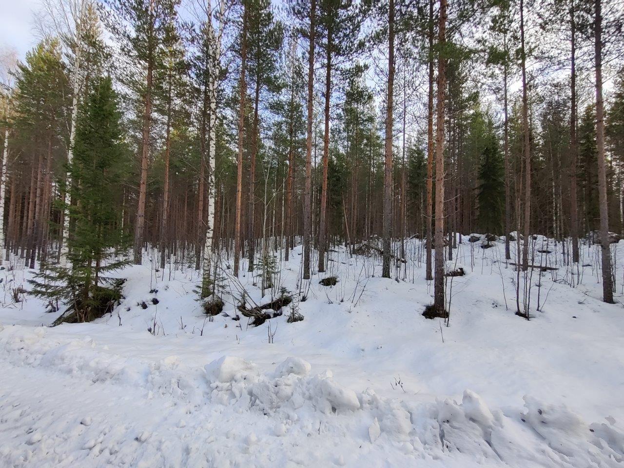 Männyt kasvavat lumen peittämällä kankaalla.