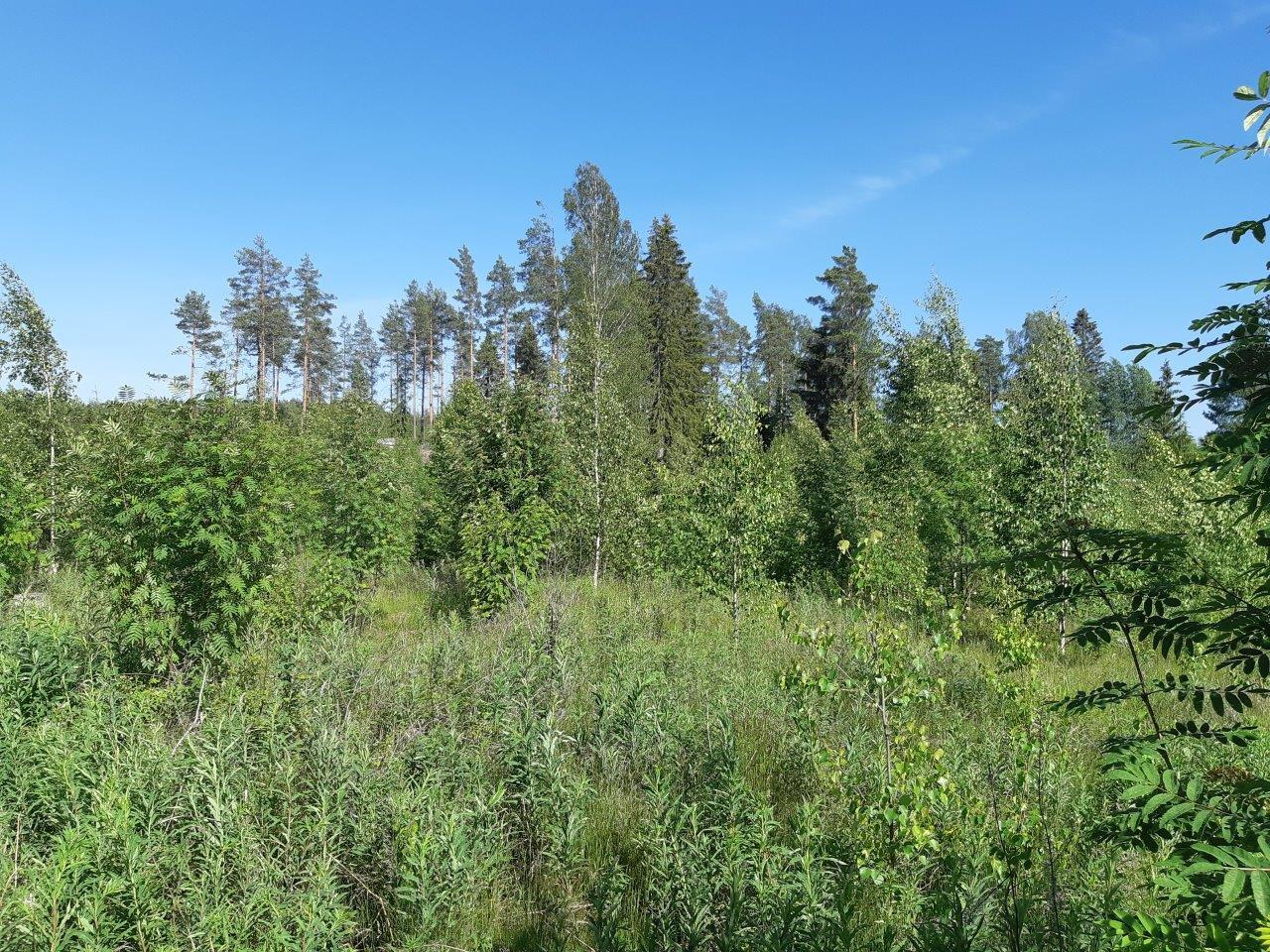 Hakkuuaukolla kasvaa koivuja ja pihlajia. Taustalla mäntyjä.