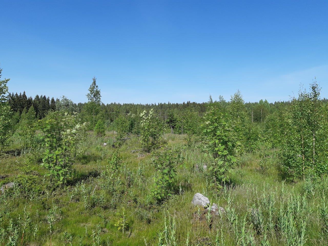 Hakkuuaukolla kasvaa koivuja ja pihlajia.