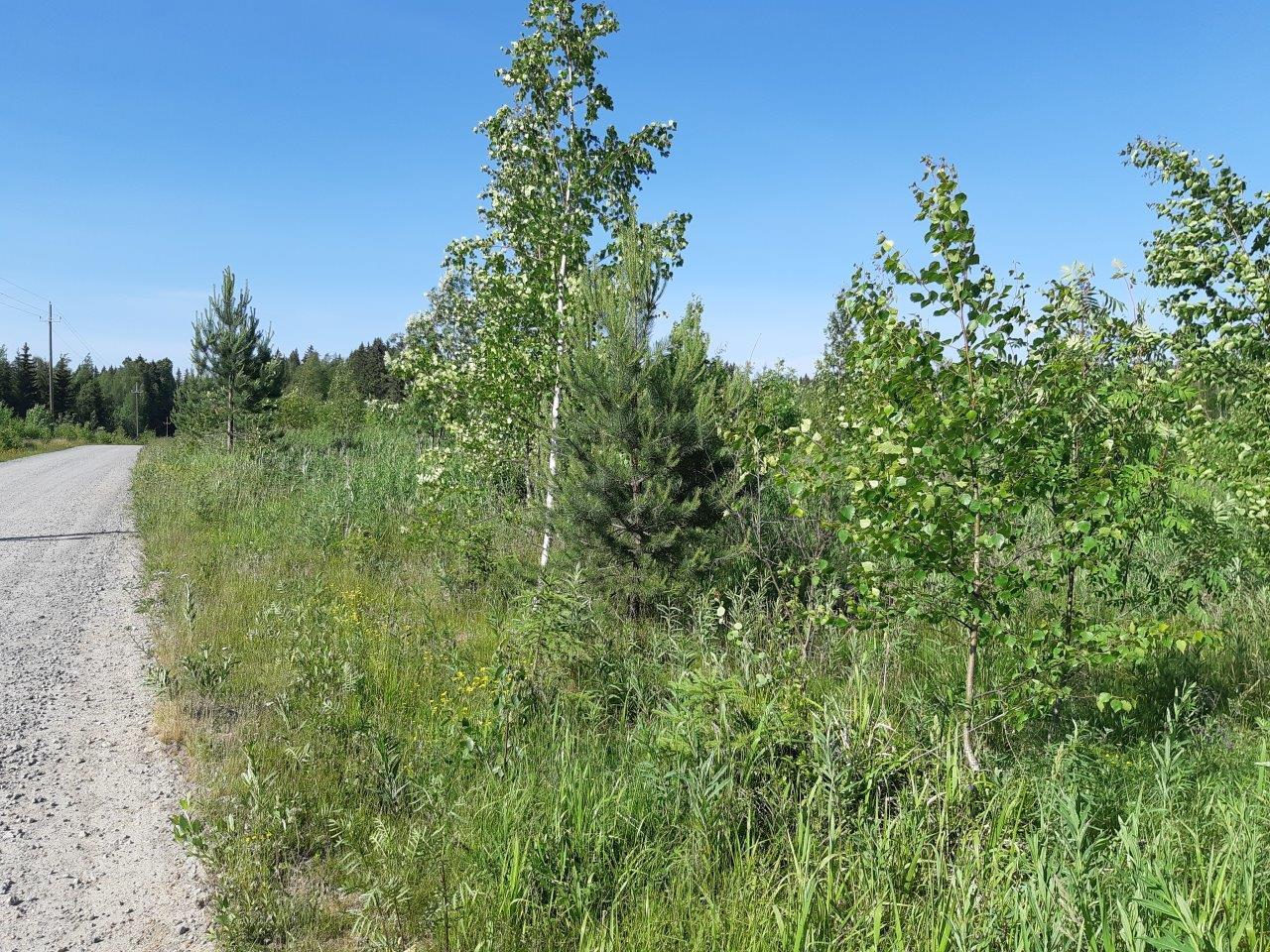 Tien reuna, viereisellä hakkuuaukolla kasvaa koivuja ja mäntyjä.