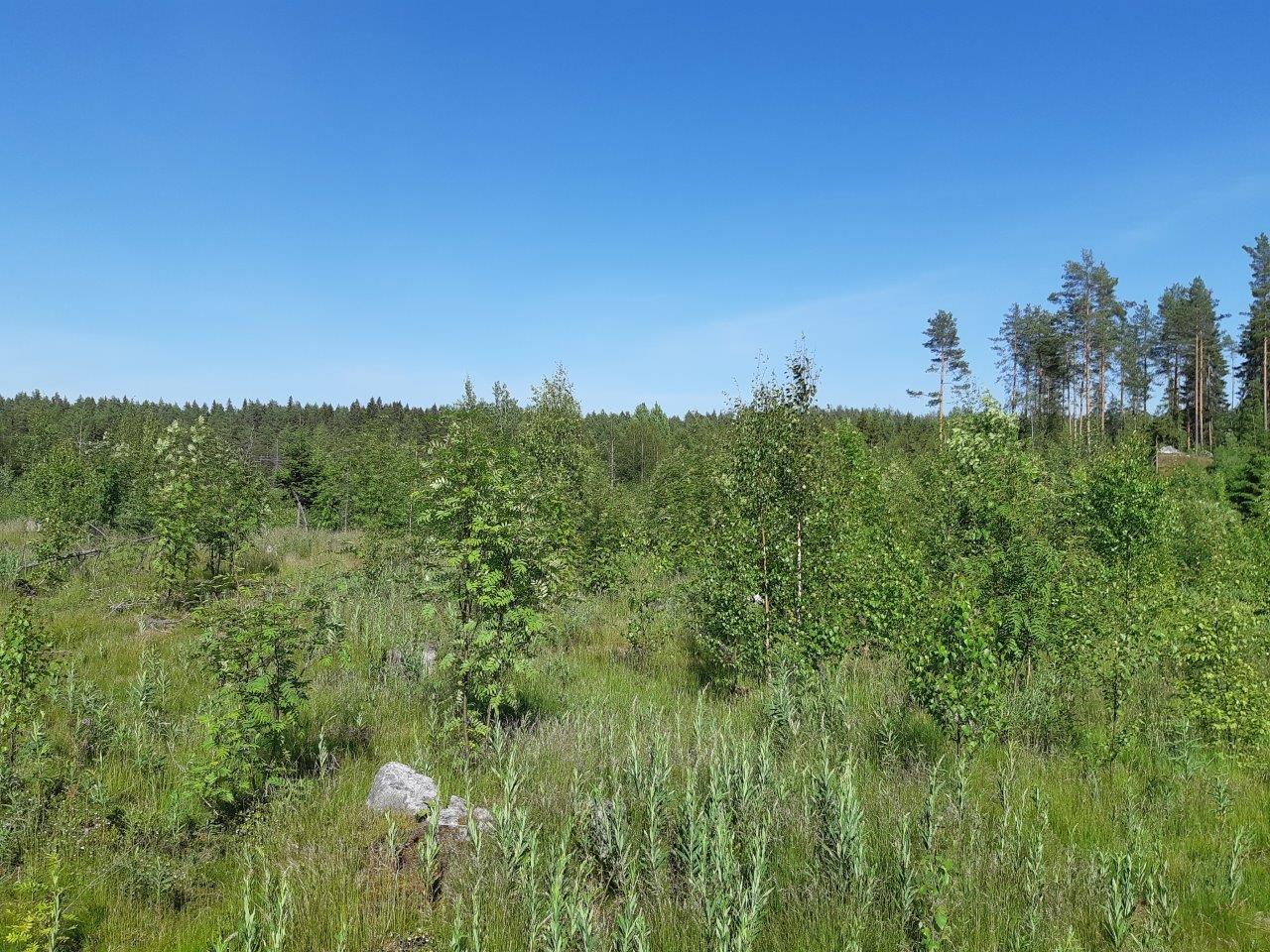 Hakkuuaukolla kasvaa koivuja ja pihlajia. Taustalla mäntyjä.