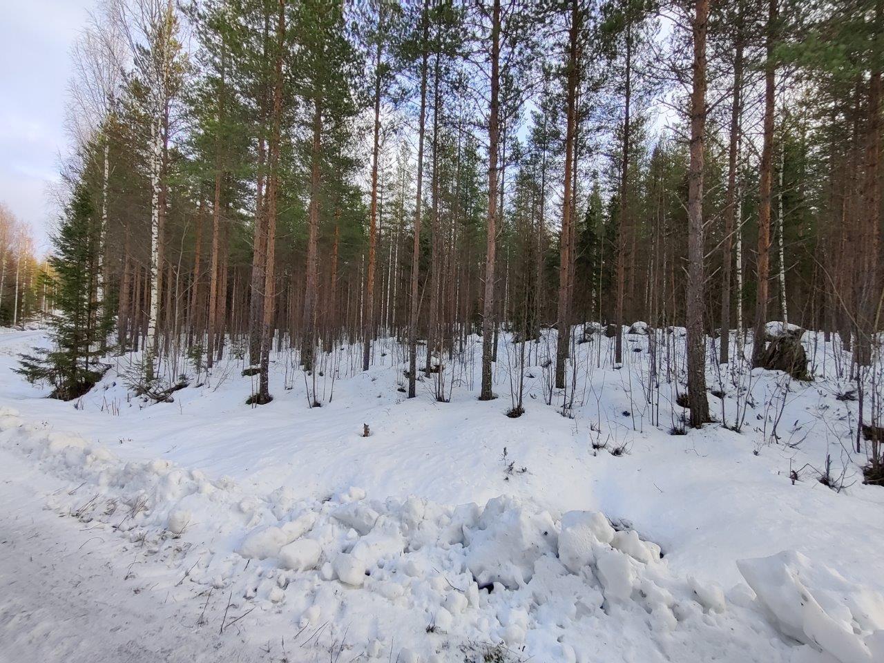 Männyt kasvavat lumen peittämällä kankaalla.