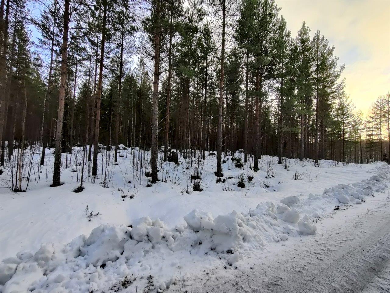 Männyt kasvavat lumen peittämällä kankaalla.