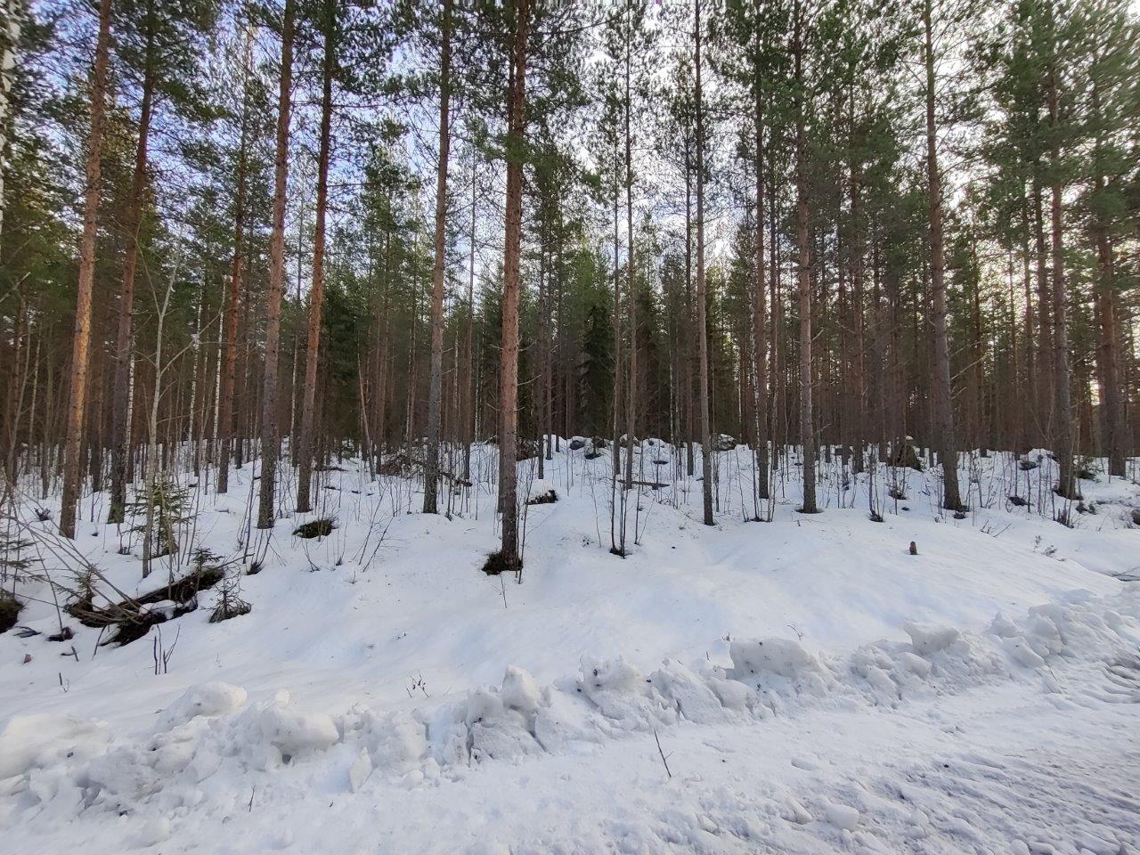 Männyt kasvavat lumen peittämällä kankaalla.