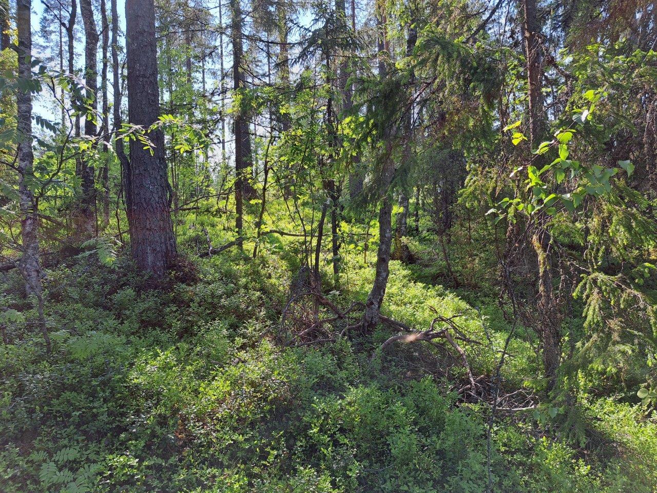 Aurinkoinen sekametsä, mustikan ja puolukan varpuja maassa.