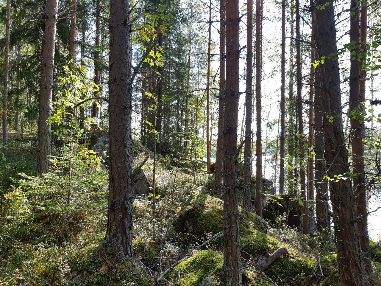 Sekametsää ja kivikkoa rannassa, takana pilkistää järvi.
