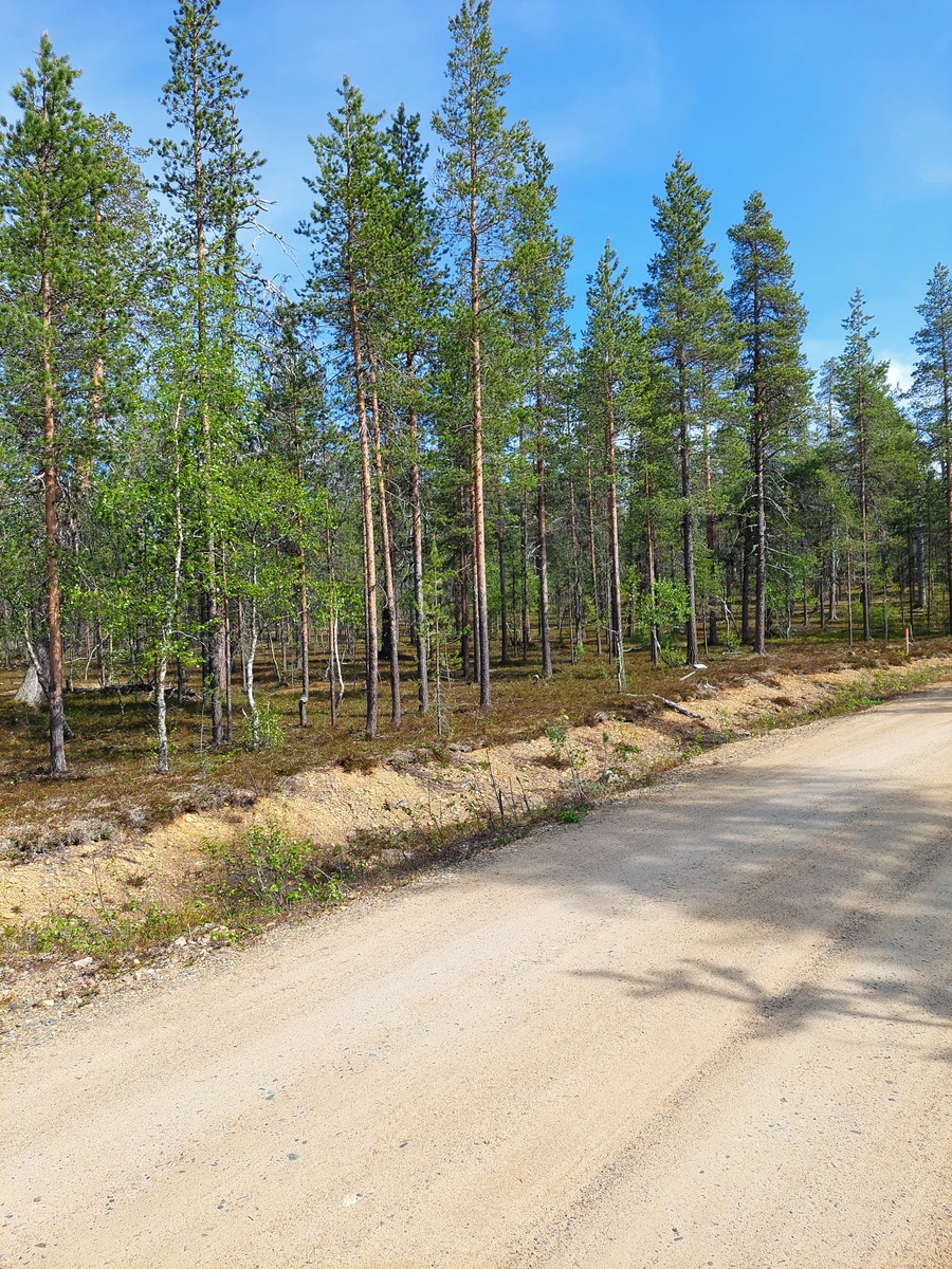 Asentopolulta tontille