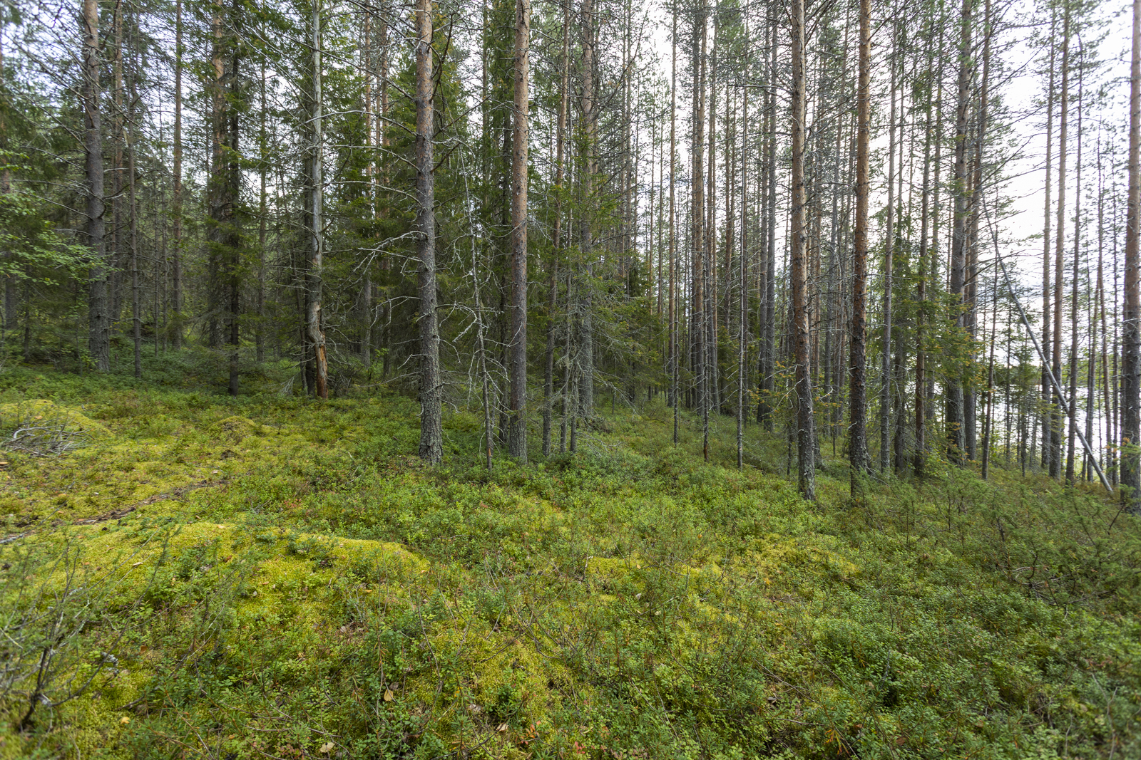 Kuva kohteesta rantaan päin