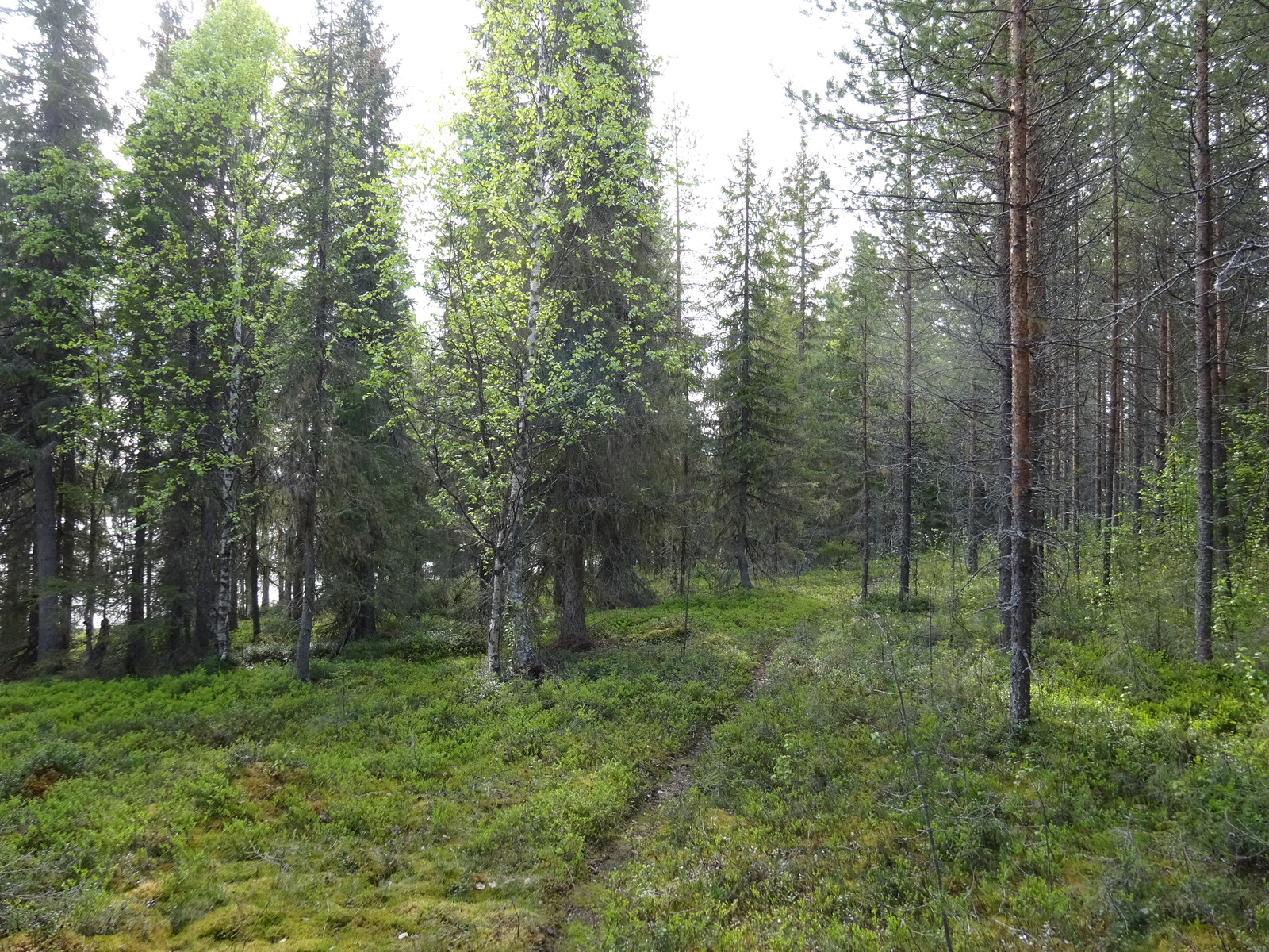 Kuva tontilta järvelle