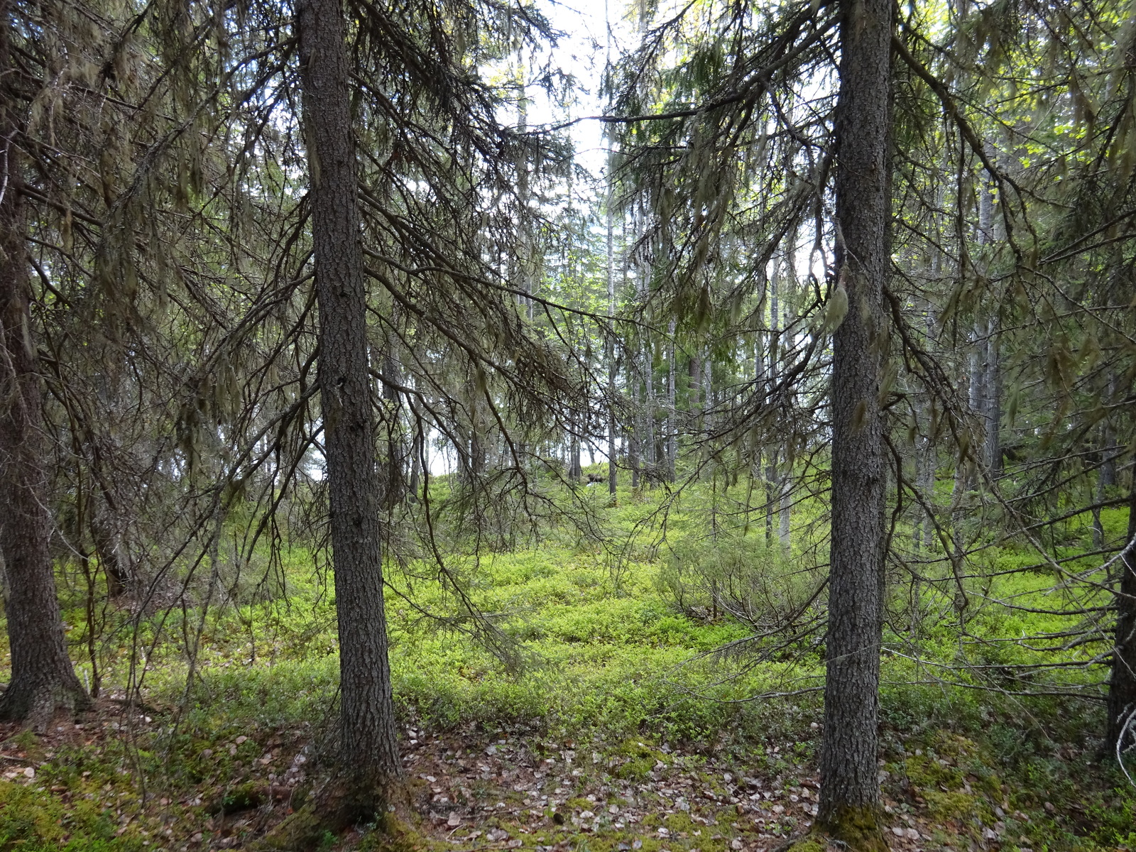 Kuva tontilta järvellä