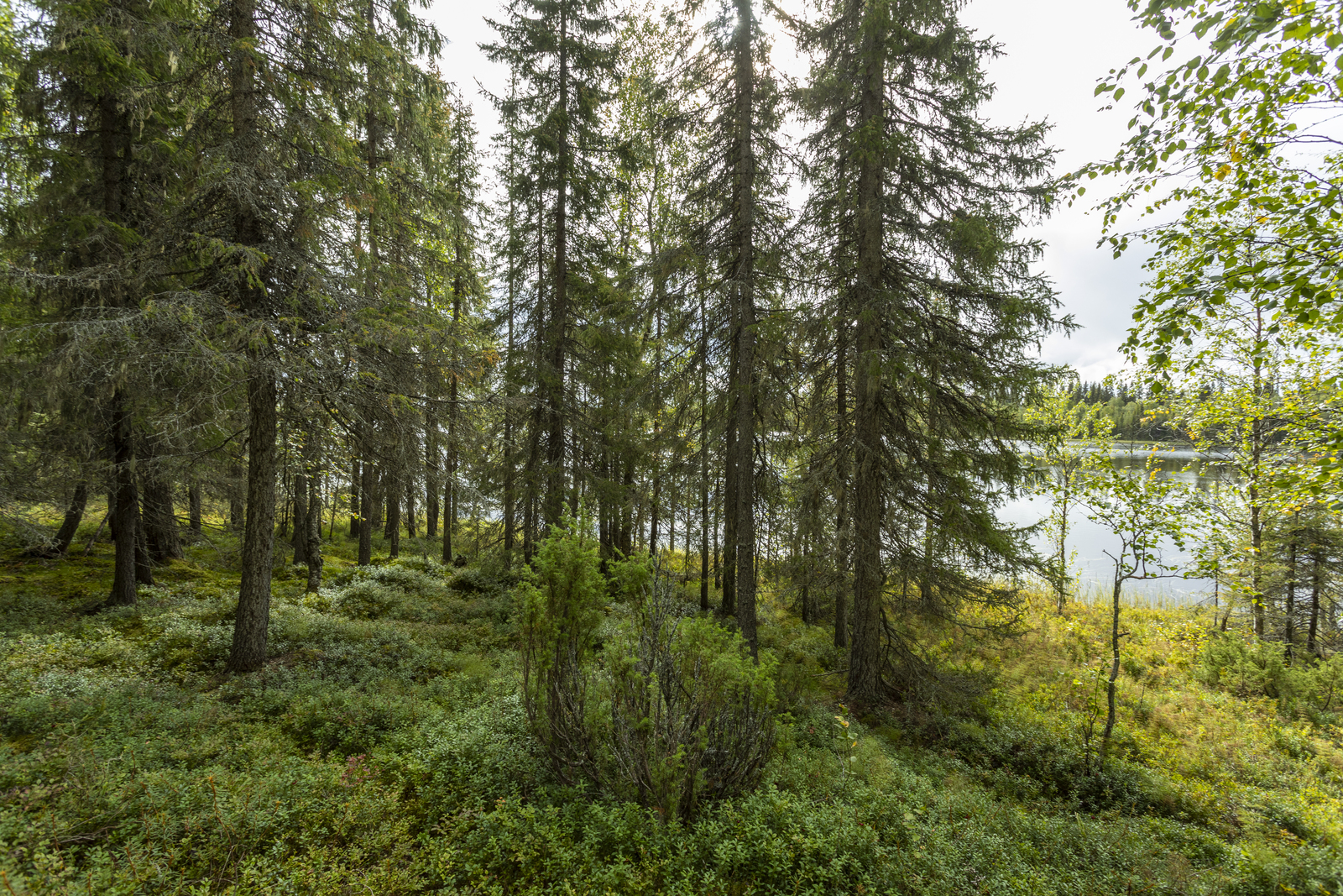 Kuva kohteelta rannalle
