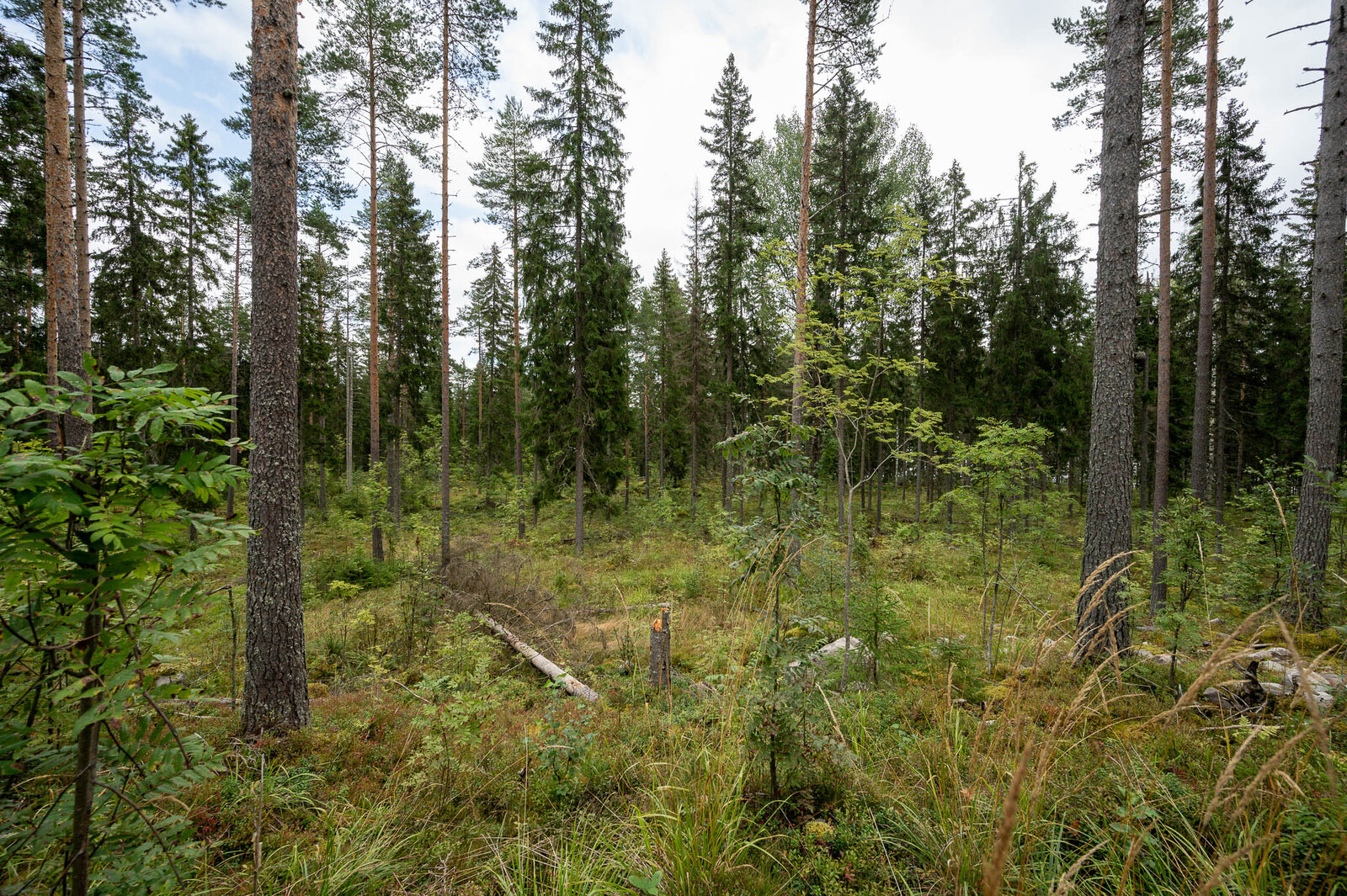 Tontin hyvin harvennettua kuusivaltaista puustoa, seassa pihlajan taimia.