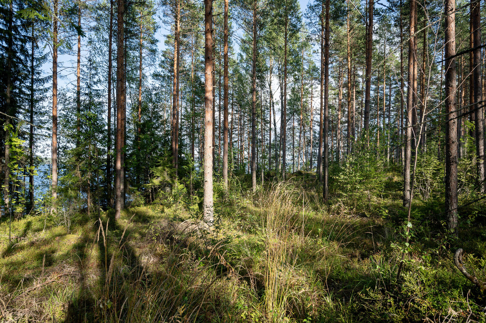 Auringossa kylpevää rantametsikköä, varttuneita mäntyjä ja nuoria kuusia.