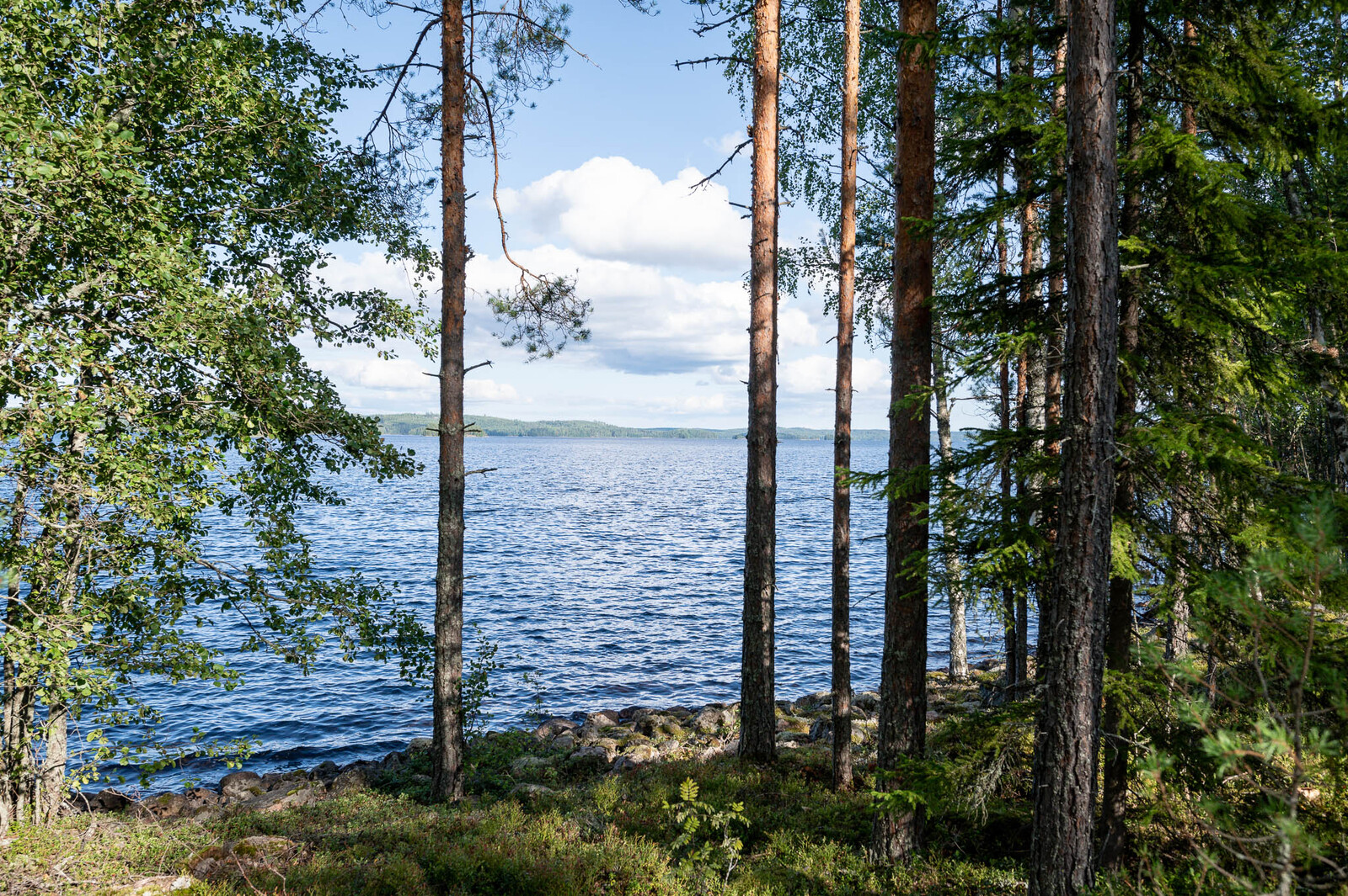 Maisema järvelle tontin rannasta, rannassa kivikkoa. Varttuneita mäntyjä kasvaa oikealla.